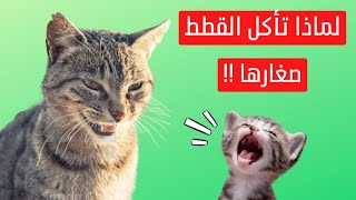 5 اسباب تجعل القطط تأكل صغارها !!