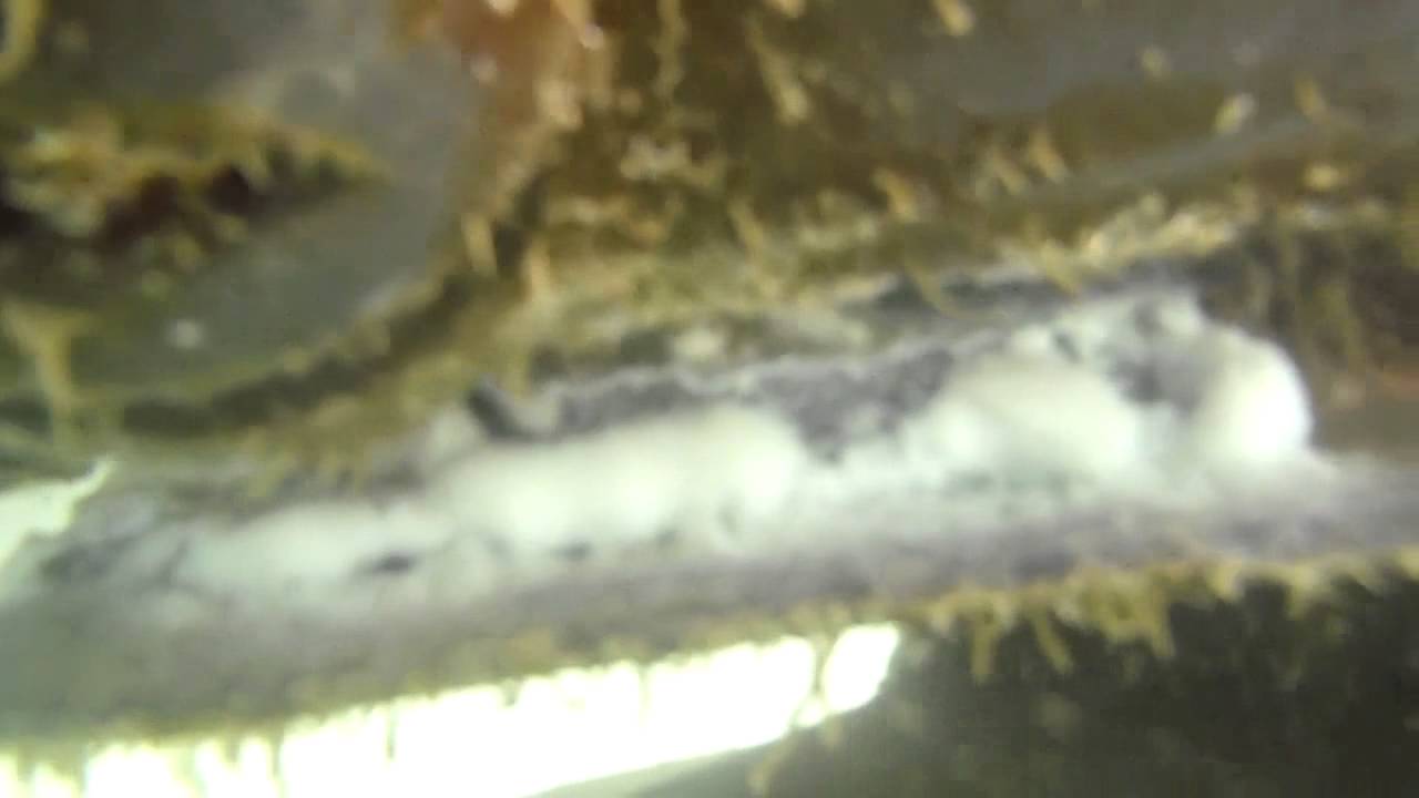 does zinc corrode does zinc corrode