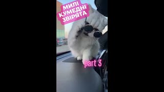 Кумедні та Милі (3) #котики | The Anti-Stress Power of Simurg Cats