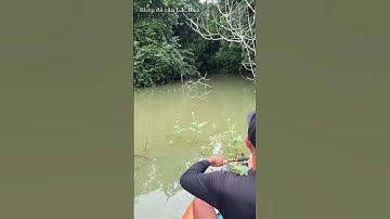 Anh em có thích cảnh này không ? #câulurecálóc #cầncâulure #câulure