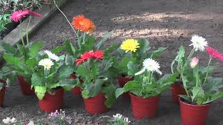 1384 B6 - PLANTINES DE TEMPORADA