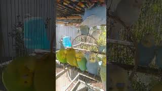 This Amazon bird toy is SO COOL#birds#parrot #birdslover #budgis #lovebirds #budgiegar #cute #health