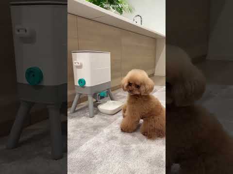 This Dog Is Very Smart