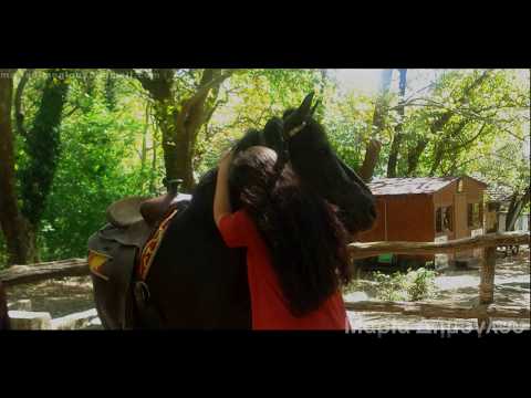 the horse of