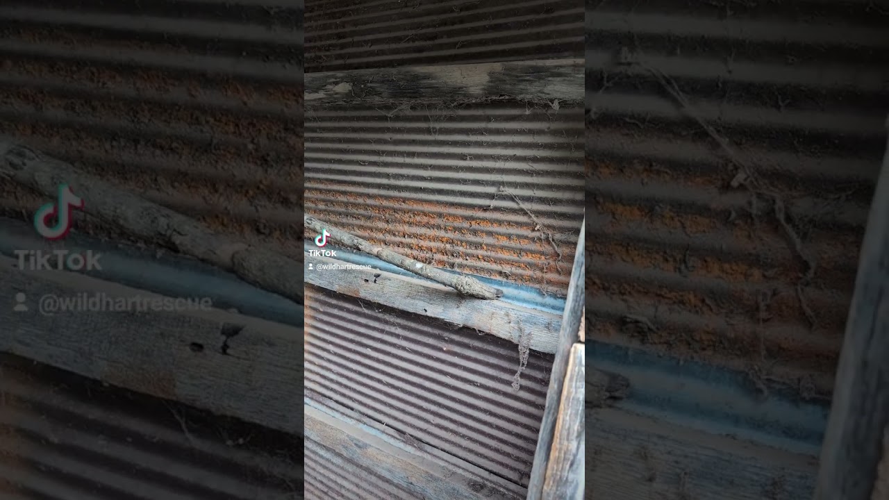 outdoor squirrel home for the winter 