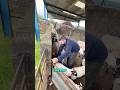 Incredible sheep sorting device#fypシ #knowledge