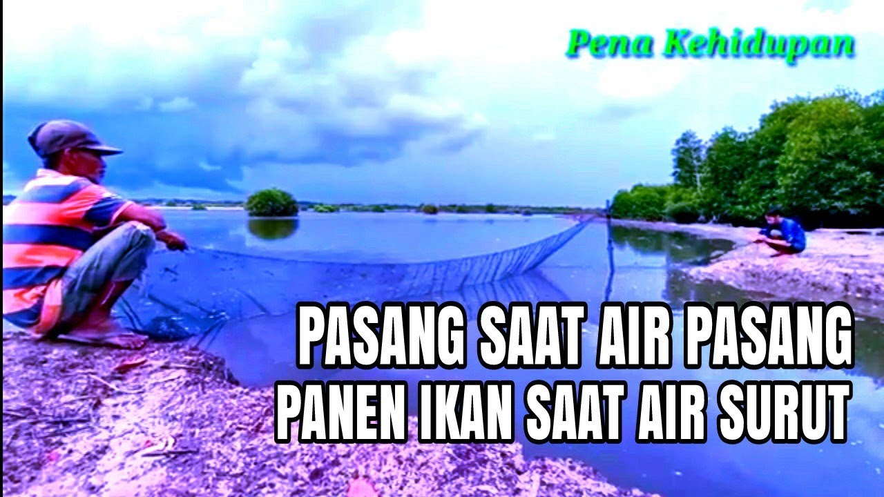 Menggunakan Jaring di Tambak Rusak Air Surut Banyak Ikan yang Nyangkut