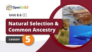 Unit 8.6 Lesson 5 Planning Video | OpenSciEd On-Demand Resources