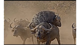 Download Lagu Buffalo vs Porcupine Fight.The Porcupine's attack on the baby buffalo proved costly.🐃🤔 MP3 Download Lagu Buffalo vs Porcupine Fight.The Porcupine's attack on the baby buffalo proved costly.🐃🤔 MP3