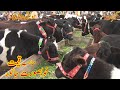 Young Beautiful Cow Bakra Mandi Gujrat Pakistan 2020 By Super Punjab tv