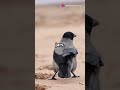 Animals Are Smarter Than You Think! #AnimalIntelligence #SmartAnimals #Wildlife #Nature #Education