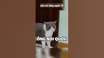 Mèo biết nói tiếng Việt 😹