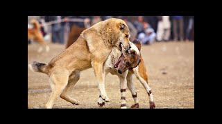Bully Kuttaは、以前はパキスタンのパンジャブ地方に由来する犬種です。...