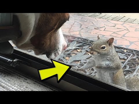 Ova vjeverica je 8 godina dolazila i kucala na isti prozor kuće,saznajte i ZAŠTO !