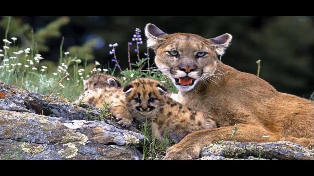Закачай животных. Чилийская патагонская пума. Закачай животных. Хищные кошки. Детеныши животных.
