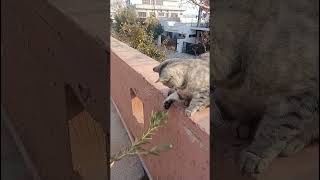 Meenu Playing With Branches