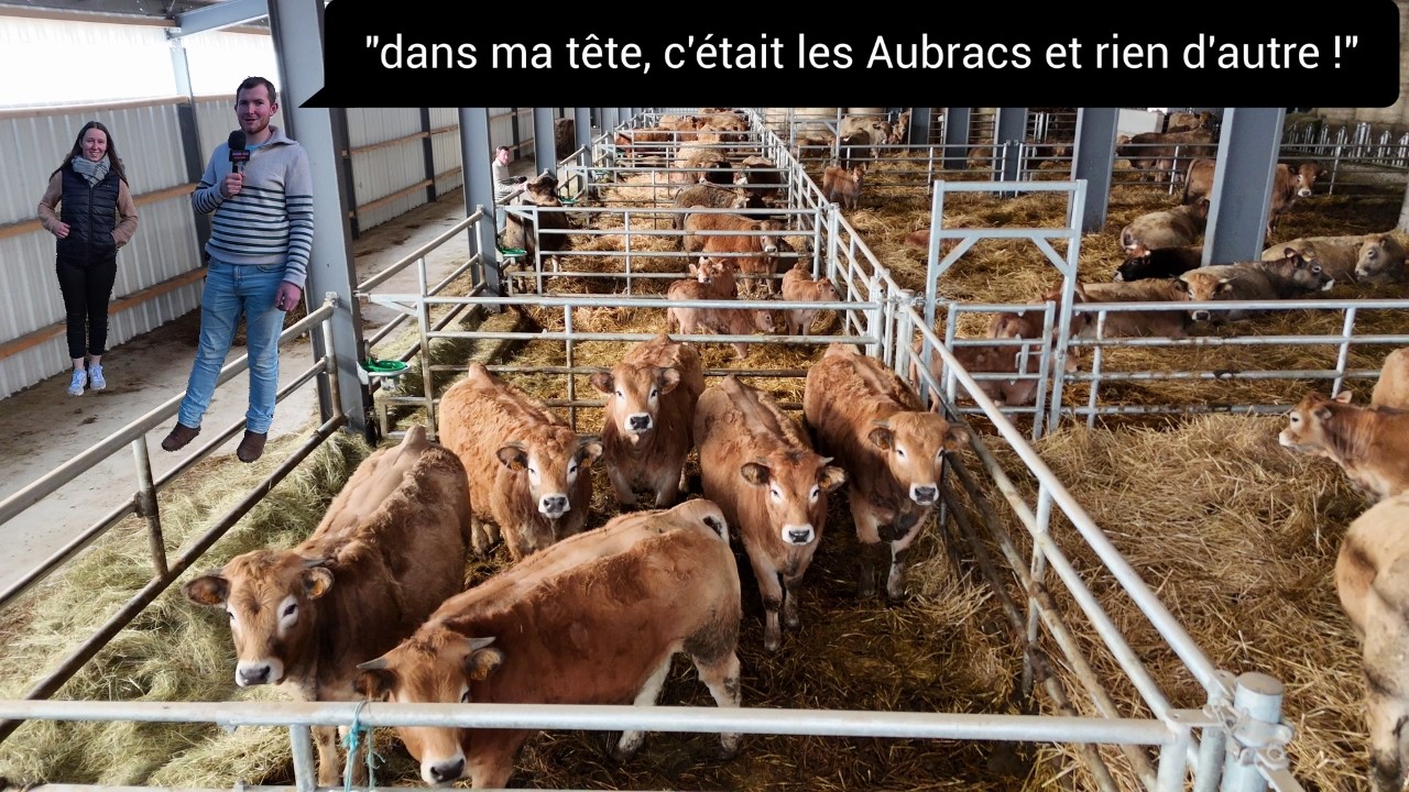 Les AUBRACS de Mathieu à Sarroil d'Anzat-le-Luguet