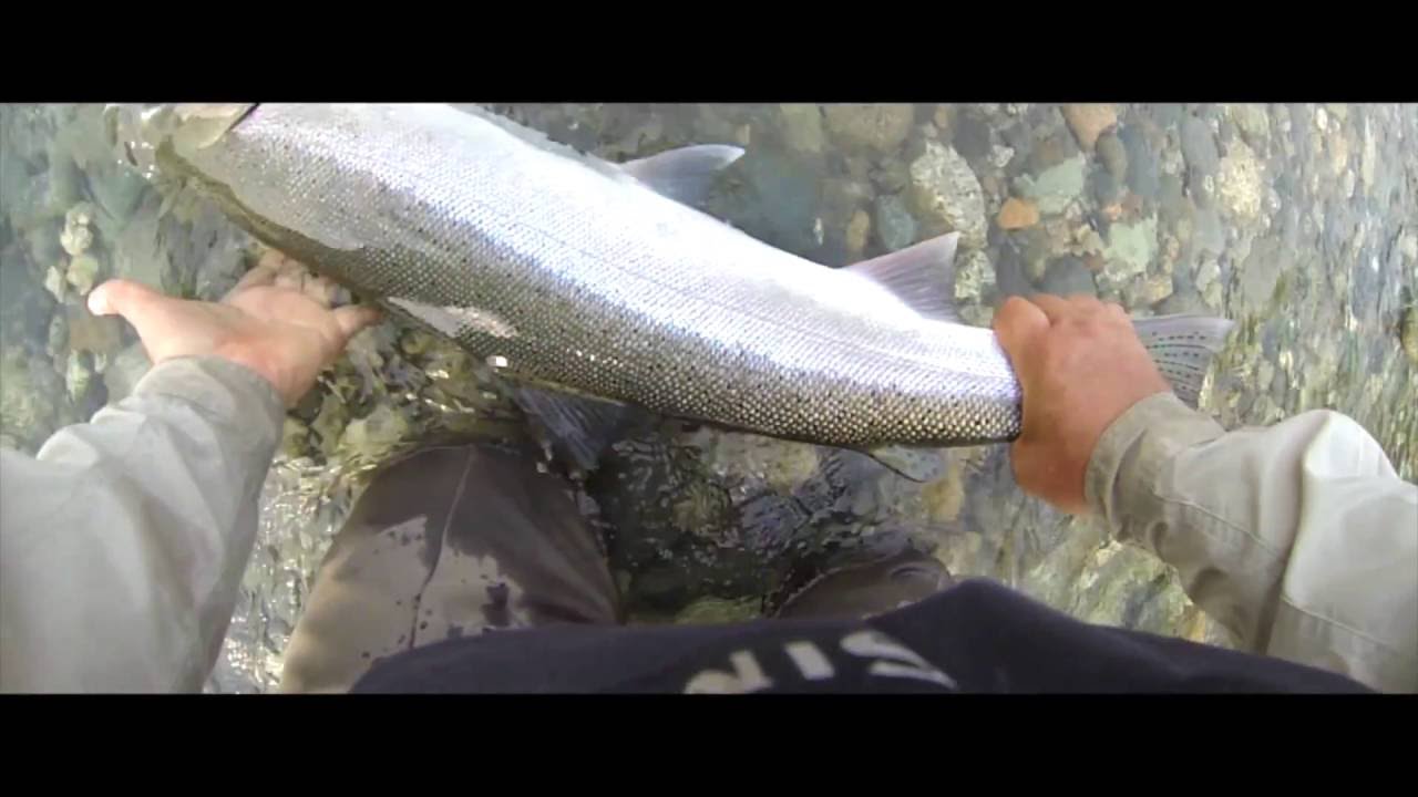 DEAN RIVER STEELHEAD