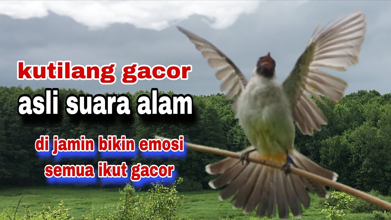 Suara Burung Kutilang Gacor, Asli Suara Alam Terampuh Untuk Pancingan Dan Pikat 