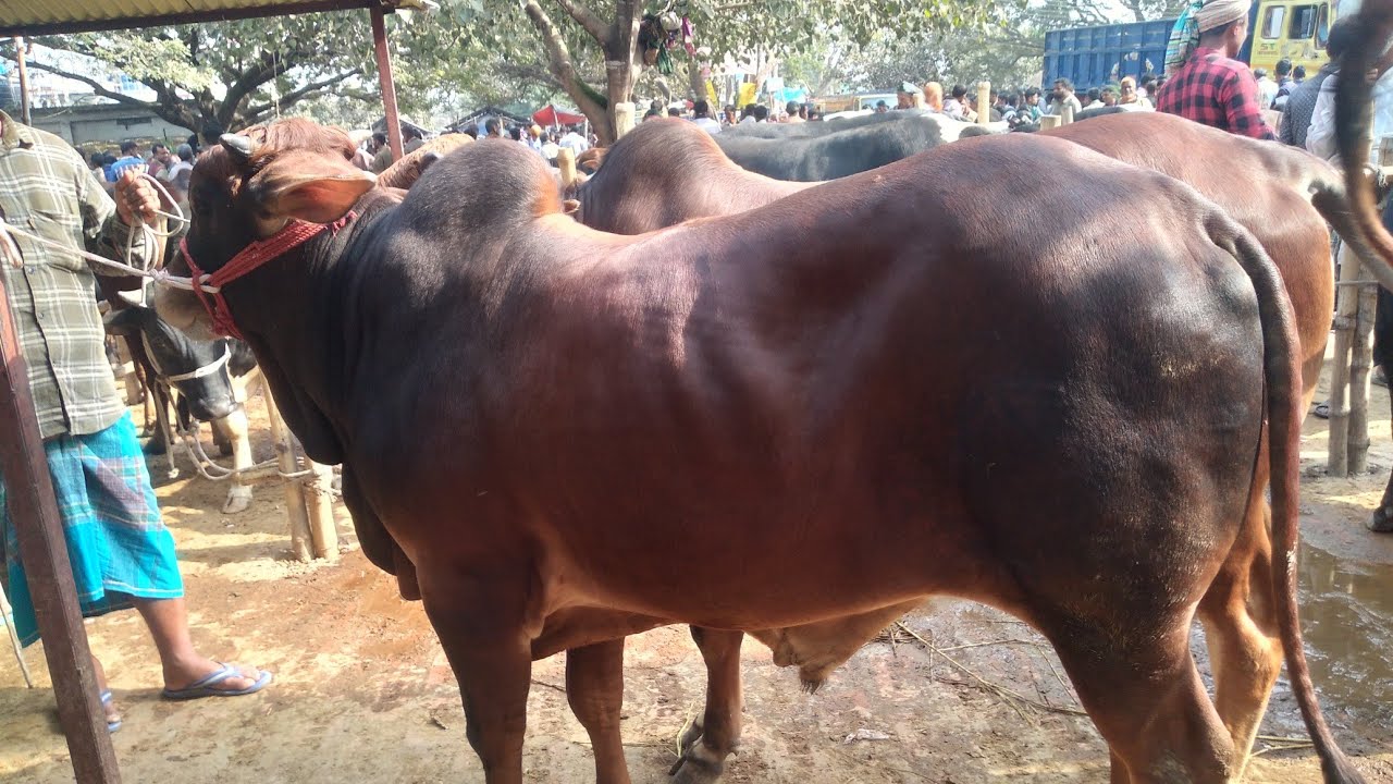 বর্ডার এলাকার গরুর হাট জয়পুরহাট থেকে কম দামে শাহিওয়াল জাতের বড় ষাড় গরুর  কিনুন। joypurhat update