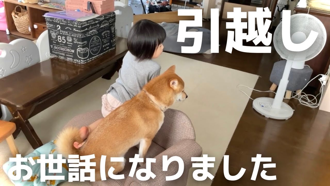 いざ引っ越しの時 柴犬さんが早く新居に慣れてくれますように Youtube