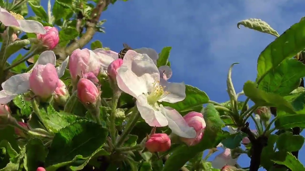 Nádherné Jarní KVĚTY | BEAUTIFUL spring blossom/FLOWERS - white and pink blossoms #manfromnature
