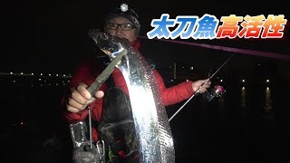 電気ウキのアタリが楽しい太刀魚釣り