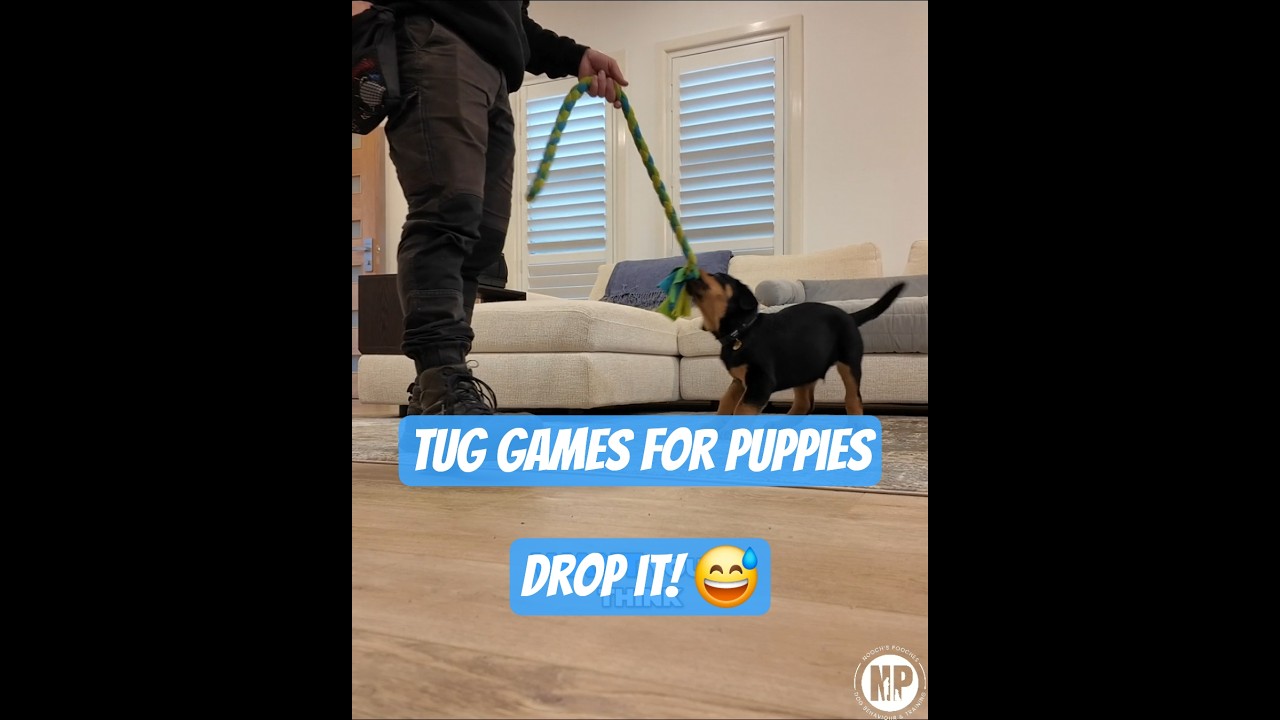 Teach your puppy the DROP it command 