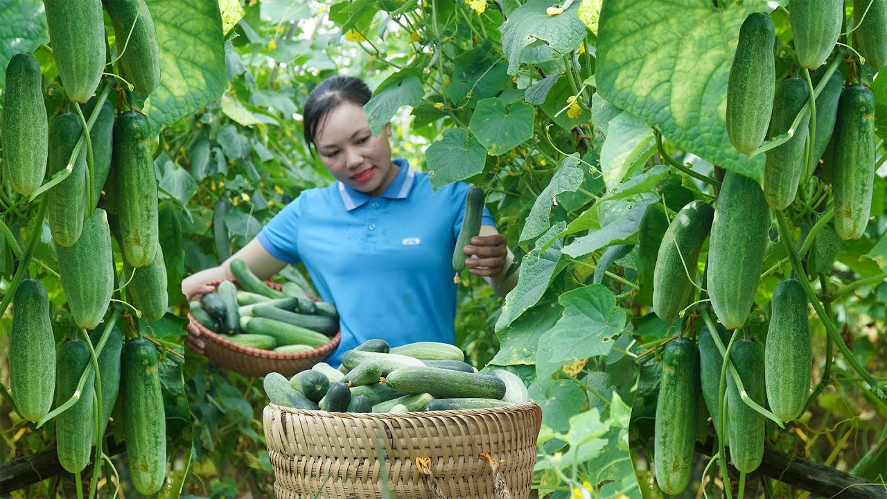 Green Life - Harvesting Cucumbers Go to the Market to Sell - Cooking ...