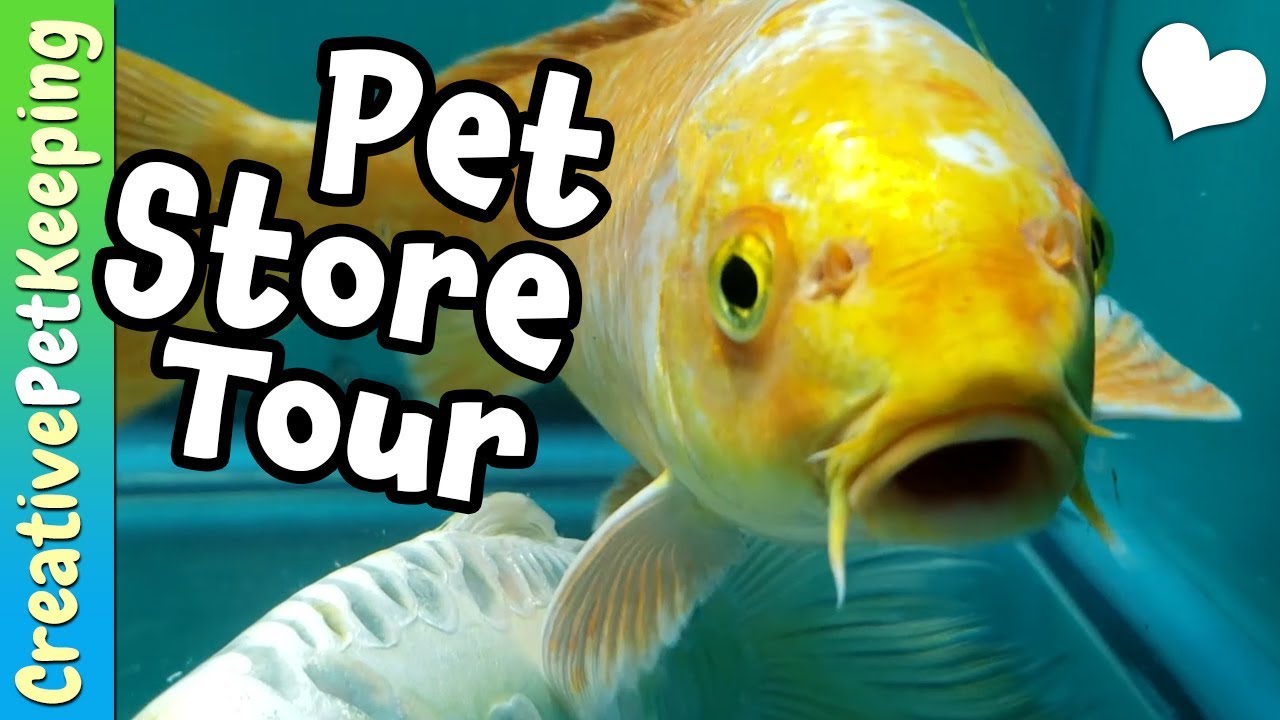 dwarf cichlids with neon tetras Mini Pet Store Tour | Just Pets! in Wisconsin