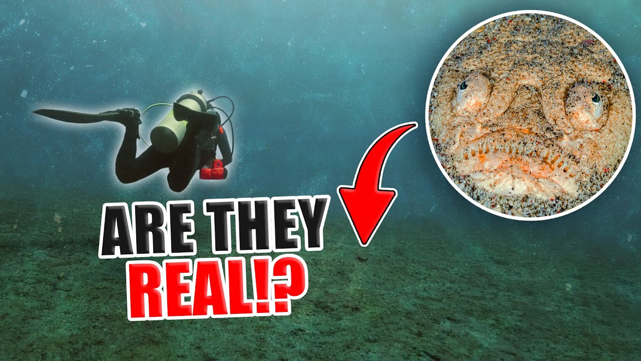 12 Freaky-Looking Deep Sea Creatures That Actually Exist - YouTube