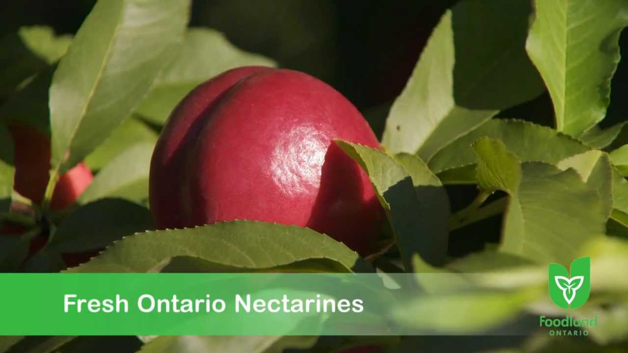 Fresh Ontario Nectarines YouTube