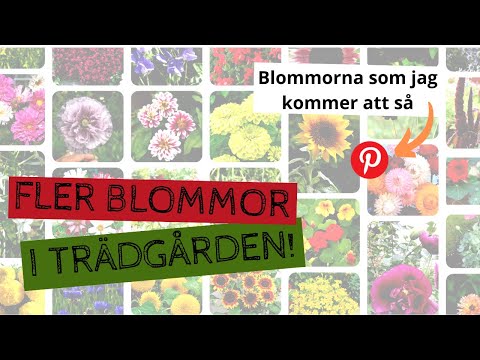 Video: Varför Blommar Inte Dagliljan? Vad Ska Jag Göra Om Dagblommor Slutar Blomma I Trädgården? Hur Får Man Dem Att Blomma Efter Transplantation?