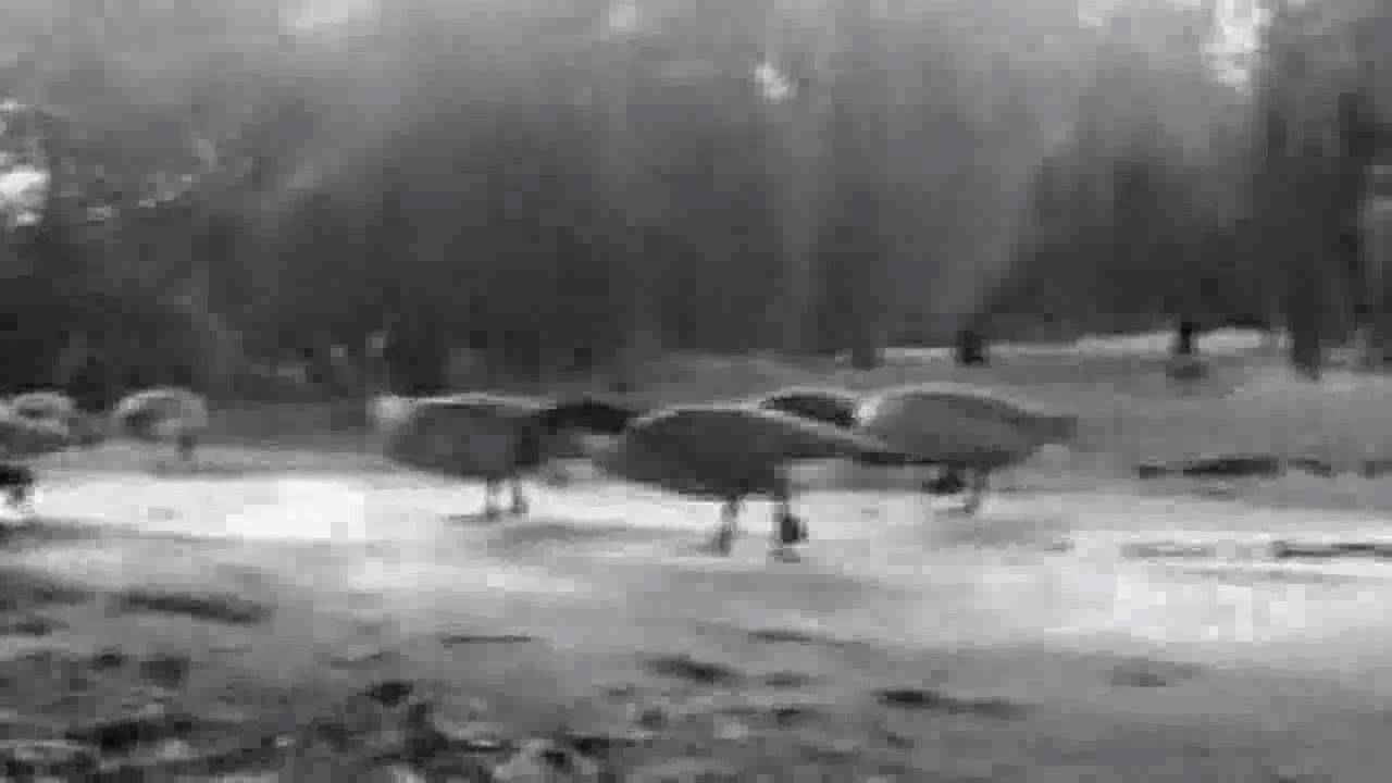 Peter Gual - Mal de coll