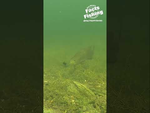 Bass Eats a