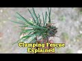 Front Yard Update| How To Get Rid Of Clumping Fescue