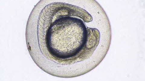 Spontaneous movement of zebrafish embryo (24 hpf) and Heart beats of zebrafish larvae (72 hpf)