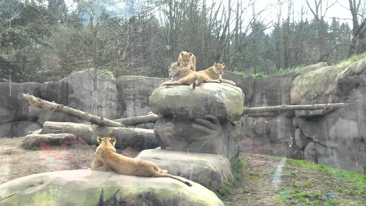 lion cubs at the portland zoo youtube