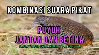 suara puyuh untuk pikat puyuh liar 100% Ammpuhhhh