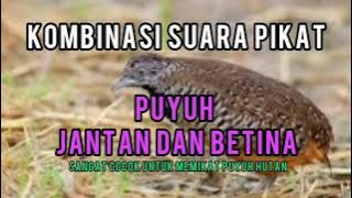 suara puyuh untuk pikat puyuh liar 100% Ammpuhhhh