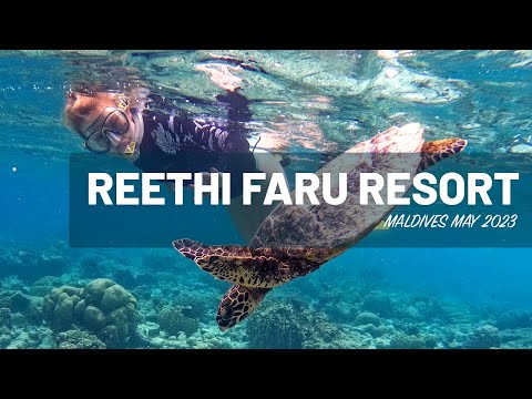 Reethi Faru Resort Maldives amazing house reef snorkeling!