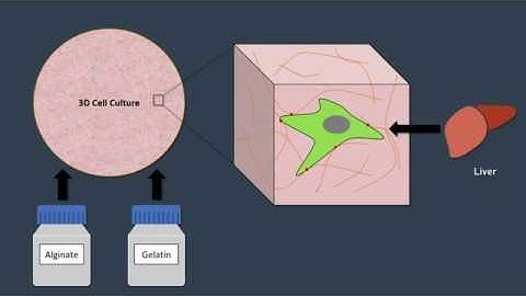 3D-Bioprinting of HEPG2-Cells and construction of a Liver-on-a-Chip System