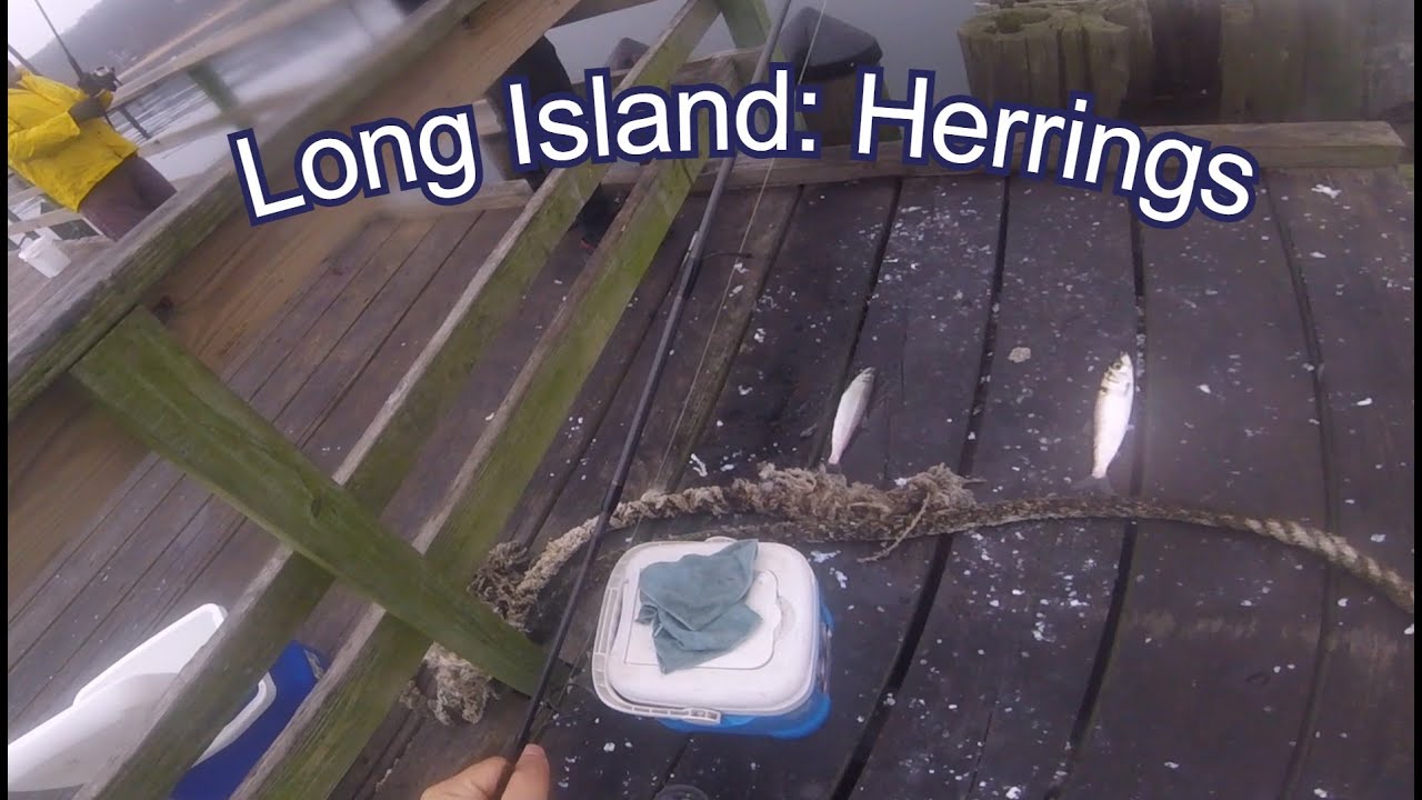 Long Island: Herring Fishing