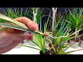 Propagate dracaena from cutting branch very easy 🌿🙂