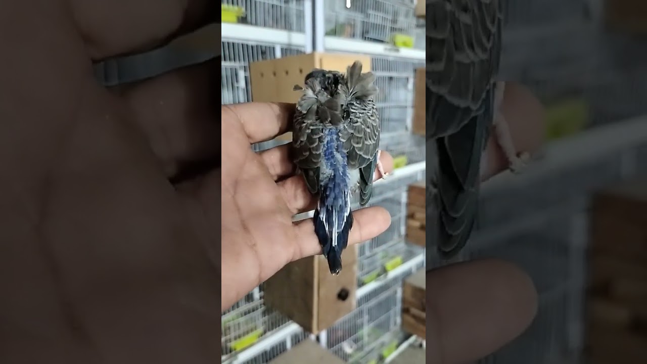 Full Dark Blackwing Hogo🇵🇰💙