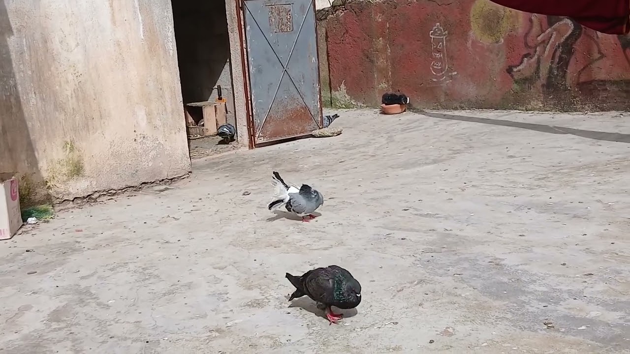 بابابابا اجيو تشوفو شنو شدية 💥💢🕊