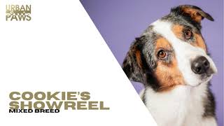 Cookie (Mixed Breed) Showreel by Urban Paws Agency and Urban Paws Ireland 35 views 2 months ago 2 minutes, 10 seconds