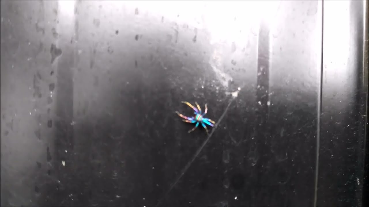 Metallic Blue Glowing Spider (what the hell is this thing?)