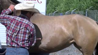 Help for Cinchy or Girthy horses