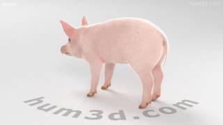 Piglet 3D model by 3DModels.org